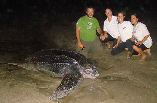 Paraná registra ocorrência rara: desovas de tartarugas-de-couro.